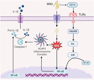 Models of gouty nephropathy: exploring disease mechanisms and identifying potential therapeutic targets